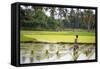 A Paddy Farmer at Work in a Rice Field, Sumba, Indonesia, Southeast Asia, Asia-James Morgan-Framed Stretched Canvas