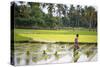 A Paddy Farmer at Work in a Rice Field, Sumba, Indonesia, Southeast Asia, Asia-James Morgan-Stretched Canvas