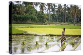 A Paddy Farmer at Work in a Rice Field, Sumba, Indonesia, Southeast Asia, Asia-James Morgan-Stretched Canvas