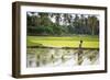 A Paddy Farmer at Work in a Rice Field, Sumba, Indonesia, Southeast Asia, Asia-James Morgan-Framed Photographic Print