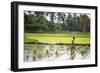 A Paddy Farmer at Work in a Rice Field, Sumba, Indonesia, Southeast Asia, Asia-James Morgan-Framed Photographic Print