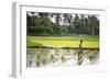 A Paddy Farmer at Work in a Rice Field, Sumba, Indonesia, Southeast Asia, Asia-James Morgan-Framed Photographic Print