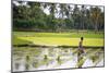 A Paddy Farmer at Work in a Rice Field, Sumba, Indonesia, Southeast Asia, Asia-James Morgan-Mounted Photographic Print