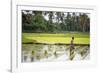 A Paddy Farmer at Work in a Rice Field, Sumba, Indonesia, Southeast Asia, Asia-James Morgan-Framed Photographic Print