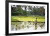 A Paddy Farmer at Work in a Rice Field, Sumba, Indonesia, Southeast Asia, Asia-James Morgan-Framed Photographic Print