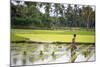 A Paddy Farmer at Work in a Rice Field, Sumba, Indonesia, Southeast Asia, Asia-James Morgan-Mounted Photographic Print