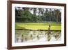 A Paddy Farmer at Work in a Rice Field, Sumba, Indonesia, Southeast Asia, Asia-James Morgan-Framed Photographic Print