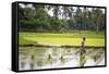 A Paddy Farmer at Work in a Rice Field, Sumba, Indonesia, Southeast Asia, Asia-James Morgan-Framed Stretched Canvas