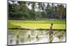 A Paddy Farmer at Work in a Rice Field, Sumba, Indonesia, Southeast Asia, Asia-James Morgan-Mounted Photographic Print