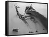 A Pain in the Neck-Thomas Barbey-Framed Stretched Canvas