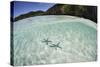 A Pair Blue Starfish on the Seafloor of Raja Ampat, Indonesia-Stocktrek Images-Stretched Canvas