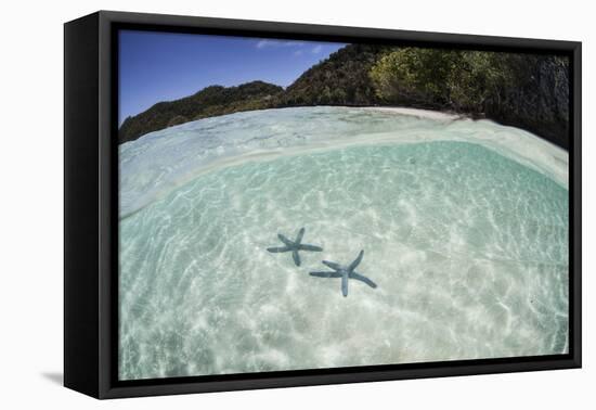 A Pair Blue Starfish on the Seafloor of Raja Ampat, Indonesia-Stocktrek Images-Framed Stretched Canvas