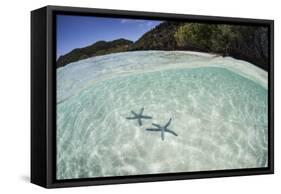 A Pair Blue Starfish on the Seafloor of Raja Ampat, Indonesia-Stocktrek Images-Framed Stretched Canvas