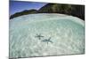 A Pair Blue Starfish on the Seafloor of Raja Ampat, Indonesia-Stocktrek Images-Mounted Photographic Print