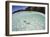 A Pair Blue Starfish on the Seafloor of Raja Ampat, Indonesia-Stocktrek Images-Framed Photographic Print