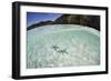 A Pair Blue Starfish on the Seafloor of Raja Ampat, Indonesia-Stocktrek Images-Framed Photographic Print