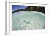 A Pair Blue Starfish on the Seafloor of Raja Ampat, Indonesia-Stocktrek Images-Framed Photographic Print