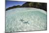 A Pair Blue Starfish on the Seafloor of Raja Ampat, Indonesia-Stocktrek Images-Mounted Photographic Print