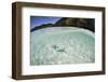 A Pair Blue Starfish on the Seafloor of Raja Ampat, Indonesia-Stocktrek Images-Framed Photographic Print