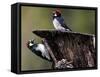 A Pair of Acorn Woodpeckers Find Their Food on a Tree at Rancho San Antonio Park-null-Framed Stretched Canvas