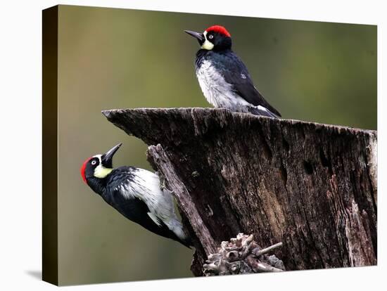 A Pair of Acorn Woodpeckers Find Their Food on a Tree at Rancho San Antonio Park-null-Stretched Canvas