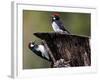 A Pair of Acorn Woodpeckers Find Their Food on a Tree at Rancho San Antonio Park-null-Framed Photographic Print