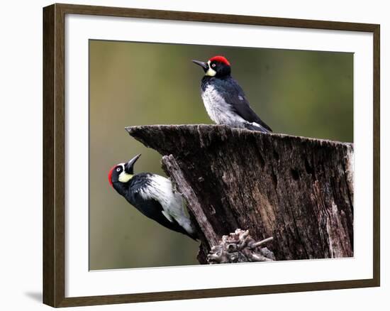 A Pair of Acorn Woodpeckers Find Their Food on a Tree at Rancho San Antonio Park-null-Framed Photographic Print