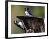 A Pair of Acorn Woodpeckers Find Their Food on a Tree at Rancho San Antonio Park-null-Framed Photographic Print