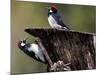 A Pair of Acorn Woodpeckers Find Their Food on a Tree at Rancho San Antonio Park-null-Mounted Photographic Print