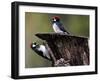 A Pair of Acorn Woodpeckers Find Their Food on a Tree at Rancho San Antonio Park-null-Framed Photographic Print