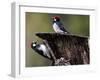 A Pair of Acorn Woodpeckers Find Their Food on a Tree at Rancho San Antonio Park-null-Framed Photographic Print