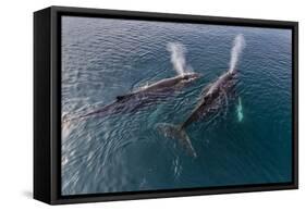 A Pair of Adult Humpback Whales (Megaptera Novaeangliae)-Michael Nolan-Framed Stretched Canvas
