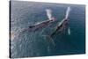 A Pair of Adult Humpback Whales (Megaptera Novaeangliae)-Michael Nolan-Stretched Canvas