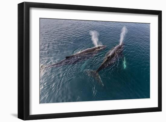 A Pair of Adult Humpback Whales (Megaptera Novaeangliae)-Michael Nolan-Framed Photographic Print