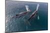 A Pair of Adult Humpback Whales (Megaptera Novaeangliae)-Michael Nolan-Mounted Photographic Print