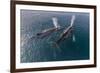 A Pair of Adult Humpback Whales (Megaptera Novaeangliae)-Michael Nolan-Framed Photographic Print