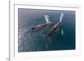 A Pair of Adult Humpback Whales (Megaptera Novaeangliae)-Michael Nolan-Framed Photographic Print