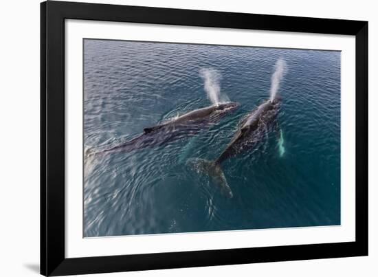 A Pair of Adult Humpback Whales (Megaptera Novaeangliae)-Michael Nolan-Framed Photographic Print