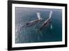 A Pair of Adult Humpback Whales (Megaptera Novaeangliae)-Michael Nolan-Framed Photographic Print