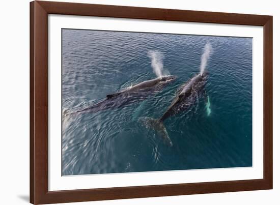 A Pair of Adult Humpback Whales (Megaptera Novaeangliae)-Michael Nolan-Framed Photographic Print