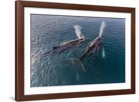 A Pair of Adult Humpback Whales (Megaptera Novaeangliae)-Michael Nolan-Framed Photographic Print