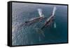 A Pair of Adult Humpback Whales (Megaptera Novaeangliae)-Michael Nolan-Framed Stretched Canvas