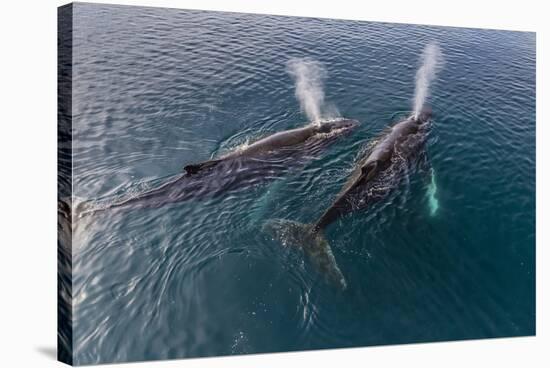 A Pair of Adult Humpback Whales (Megaptera Novaeangliae)-Michael Nolan-Stretched Canvas
