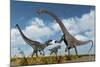 A Pair of Allosaurus Dinosaurs Confront a Giant Diplodocus-null-Mounted Art Print