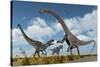 A Pair of Allosaurus Dinosaurs Confront a Giant Diplodocus-null-Stretched Canvas