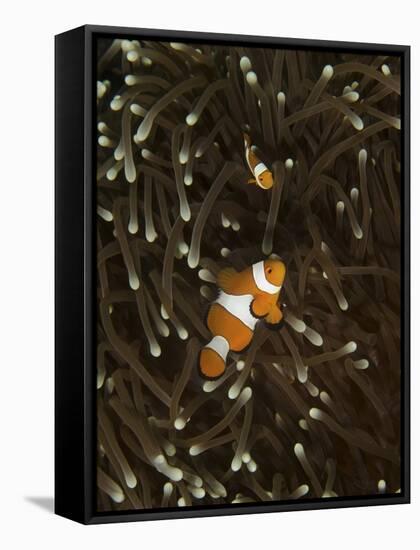 A Pair of Anemonefish in its Host Anemone, Manado, Indonesia-Stocktrek Images-Framed Stretched Canvas