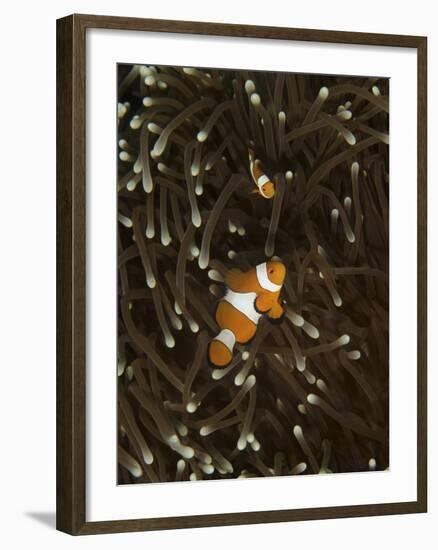 A Pair of Anemonefish in its Host Anemone, Manado, Indonesia-Stocktrek Images-Framed Photographic Print