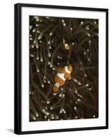 A Pair of Anemonefish in its Host Anemone, Manado, Indonesia-Stocktrek Images-Framed Photographic Print