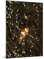 A Pair of Anemonefish in its Host Anemone, Manado, Indonesia-Stocktrek Images-Mounted Photographic Print