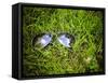 A Pair of Aviators on the Grass Toned with a Retro Vintage Instagram Filter-graphicphoto-Framed Stretched Canvas